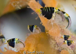 tiny amphipods by Geoff Spiby 
